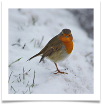 Robin in snow - Chris Beesley
